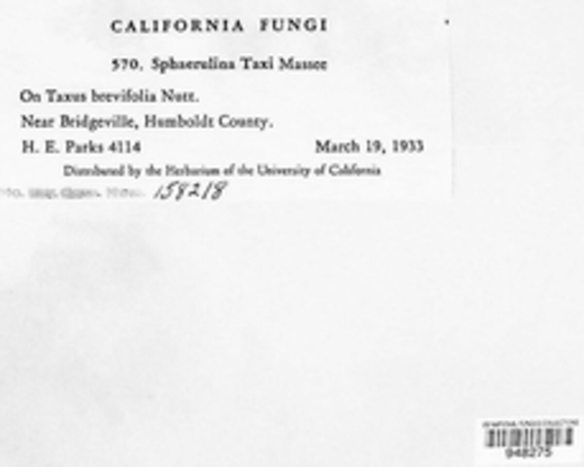 Dothiora taxicola image